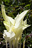 HOSTA WHITE FEATHER