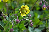 GEUM FARMER JOHN CROSS