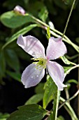 CLEMATIS FRAGRANT SPRING