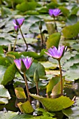 PURPLE WATERLILIES, NYMPHAEA, IN POND