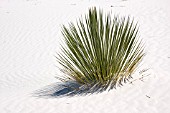 YUCCA ELATA