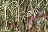 EREMOPHILA LONGIFOLIA