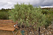 EREMOPHILA LONGIFOLIA