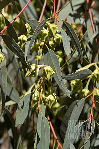 EUCALYPTUS_KINGSMILLII