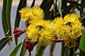 EUCALYPTUS ERYTHROCORYS