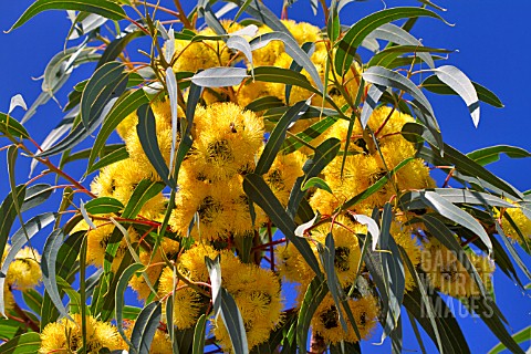 EUCALYPTUS_ERYTHROCORYS