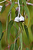 EUCALYPTUS CAESIA (gungurru, silver princess,)