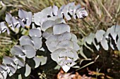 EUCALYPTUS RHODANTHA VAR. RHODANTHII