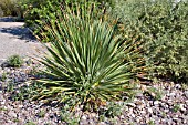 YUCCA ELATA IN A DESERT GARDEN