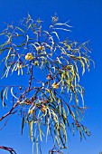 EUCALYPTUS SYNANDRA