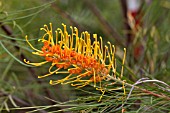 GREVILLEA HONEY GEM