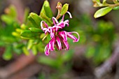 GREVILLEA LITTLE MISS MUFFET