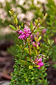 GREVILLEA LITTLE MISS MUFFET