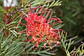 GREVILLEA MASONS