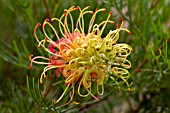 GREVILLEA PEACHES AND CREAM