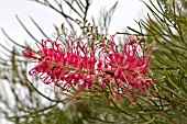 GREVILLEA SYLVIA