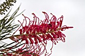 GREVILLEA SYLVIA