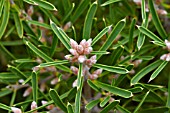 HAKEA CORYMBOSA