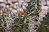 ECHINOCEREUS TRIGLOCHIDIATUS