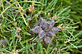 HAKEA CORYMBOSA