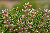 HAKEA CORYMBOSA