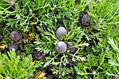 ISOPOGON ANEMONIFOLIUS