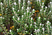 PIMELEA NIVEA