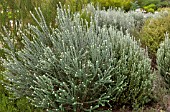 PIMELEA NIVEA