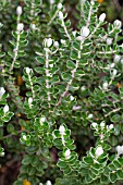 PIMELEA NIVEA