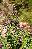 PROSTANTHERA MAGNIFICA