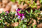 PROSTANTHERA MAGNIFICA