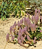 PTILOTUS EXALTATUS