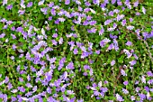 SCAEVOLA ALBIDA SUPERCLUSTERS