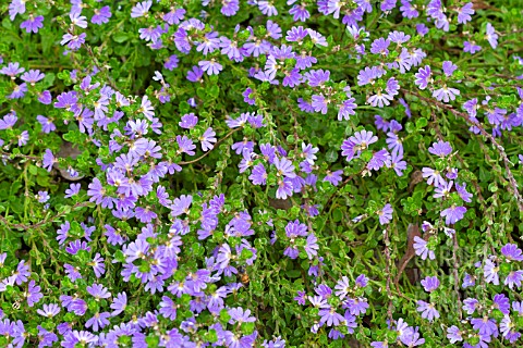 SCAEVOLA_ALBIDA_SUPERCLUSTERS