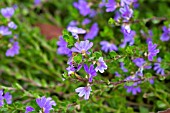 SCAEVOLA ALBIDA SUPERCLUSTERS