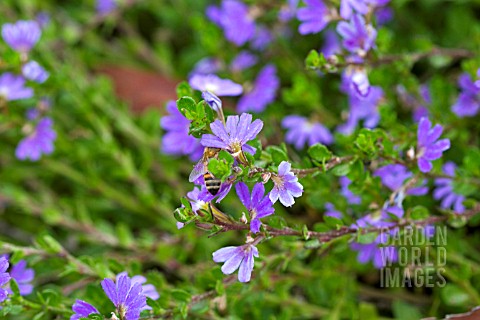 SCAEVOLA_ALBIDA_SUPERCLUSTERS