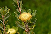 BANKSIA ANATONA