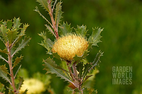 BANKSIA_ANATONA