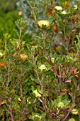 BANKSIA ANATONA