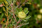 BANKSIA ANATONA