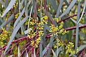 EUCALYPTUS LARGIFLORENS BUDS