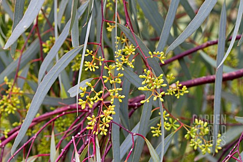 EUCALYPTUS_LARGIFLORENS_BUDS