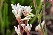 ANIGOZANTHOS BUSH DIAMOND