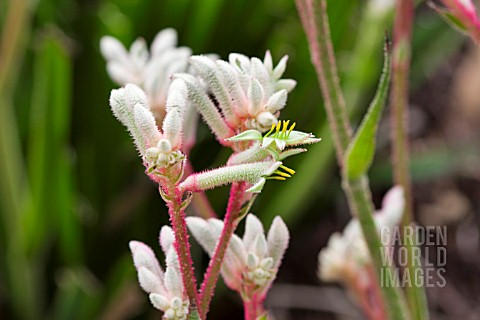 ANIGOZANTHOS_BUSH_DIAMOND