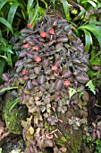 EPISCIA CUPREATA