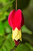 ABUTILON MEGAPOTAMICUM