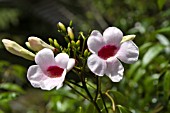 ALLAMANDA BLANCHETII