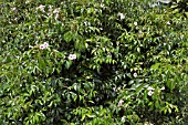 ALLAMANDA BLANCHETII