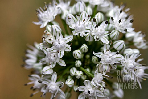 ALLIUM_CEPA_VAR_AGGREGATUM