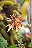 ALOE SPINOSISSIMA